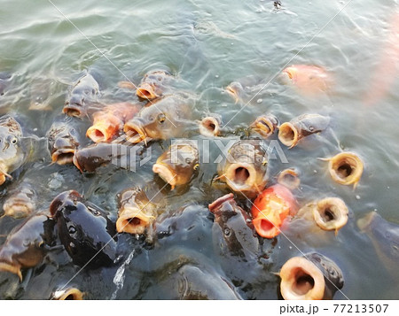子供が大喜び 鯉のエサやりに群がる鯉の大群 東武動物公園にて の写真素材