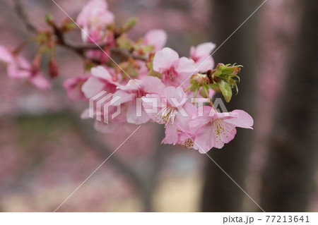 花咲く河津桜 77213641
