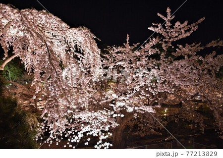 弘前城のしだれ桜　夜景 77213829