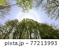 白神山地のブナ林から見る太陽の周りの虹(日暈) 77213993