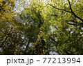 世界遺産白神山地　ブナ原生林に生い茂るブナの木 77213994