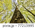 世界遺産白神山地　ブナ原生林に生い茂るブナの木 77213995