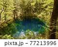 世界遺産白神山地の十二湖巡りにて　青池 77213996