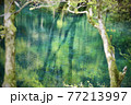 世界遺産白神山地の十二湖巡りにて　青池 77213997