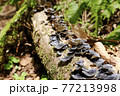 世界遺産白神山地に生息するきのこ 77213998
