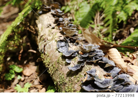 世界遺産白神山地に生息するきのこ 77213998