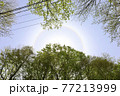 白神山地のブナ林から見る太陽の周りの虹(日暈) 77213999