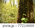 世界遺産白神山地　ブナ原生林に生い茂るブナの木 77214000