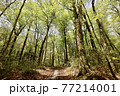 世界遺産白神山地　ブナ原生林に生い茂るブナの木 77214001