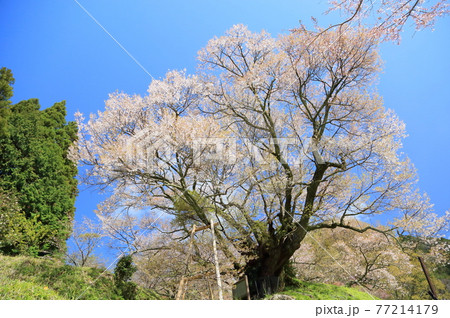 仏隆寺　千年桜 77214179