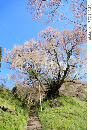 仏隆寺　千年桜 77214180
