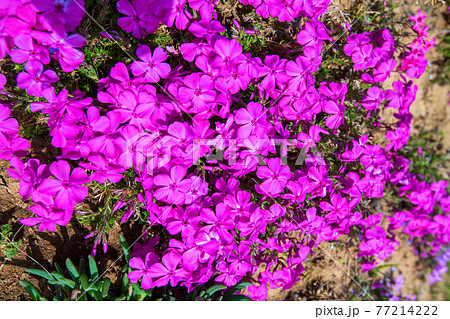春の訪れ 芝桜 春の訪れ 芝桜 77214222