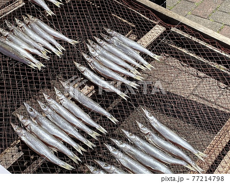 カマスの天日干し 77214798