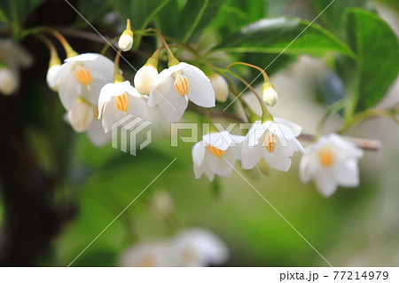 白いエゴノキの花 白いエゴノキの花 77214979