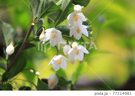 白いエゴノキの花 白いエゴノキの花 77214981
