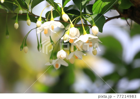 白いエゴノキの花 白いエゴノキの花 77214983