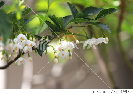 白いエゴノキの花 白いエゴノキの花 77214993