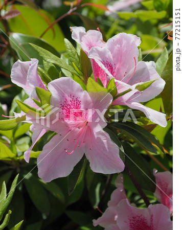 ツツジの花 ツツジの花 77215151