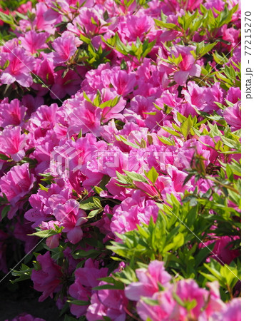 ツツジ 春の素材 ツツジ 春の素材 77215270