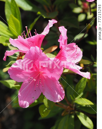 ツツジ　春の素材 77215293