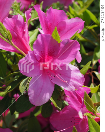 つつじ 77215434