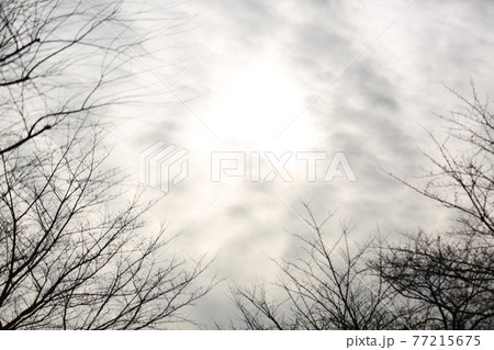 晴れた日に富士見公園の上空を見上げた 晴れた日に富士見公園の上空を見上げた 77215675