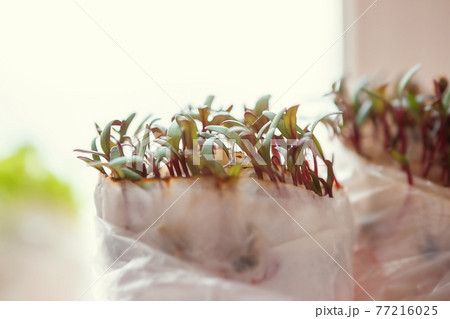 Close-up of the first leaves of seedlings in pots on a windowsill Close-up of the first leaves of seedlings in pots on a windowsill 77216025