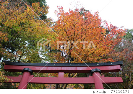 多武峰談山神社　秋の紅葉　【奈良県】 77216175
