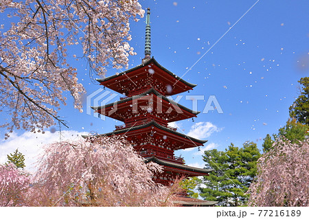 青森県弘前市　花吹雪の金剛山最勝院五重の塔としだれ桜 77216189