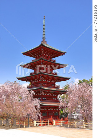 青森県弘前市 金剛山最勝院の五重の塔としだれ桜 青森県弘前市 金剛山最勝院の五重の塔としだれ桜 77216195