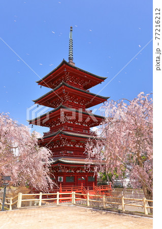 青森県弘前市 花吹雪の金剛山最勝院五重の塔としだれ桜 青森県弘前市 花吹雪の金剛山最勝院五重の塔としだれ桜 77216212