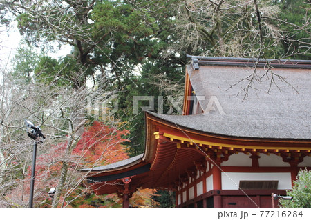 談山神社 秋の紅葉 多武峰 【奈良県】 談山神社 秋の紅葉 多武峰 【奈良県】 77216284