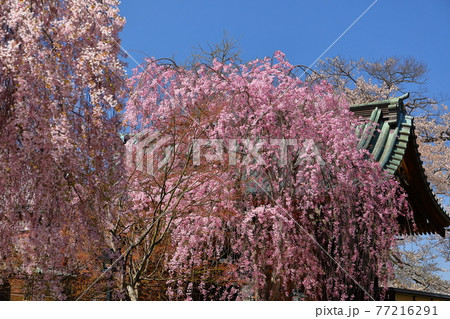 青森県弘前市　金剛山最勝院のしだれ桜 77216291
