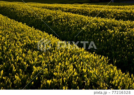 朝日に照らされた新茶畑 朝日に照らされた新茶畑 77216328