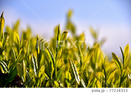 朝日に照らされた新茶畑 朝日に照らされた新茶畑 77216353