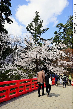 桜の名所 弘前公園 桜の名所 弘前公園 77216381