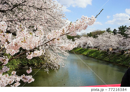 桜の名所　弘前公園 77216384