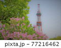 新緑の大通公園 77216462