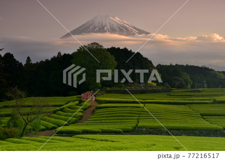 冠雪の富士山と色鮮やかな新茶畑 77216517