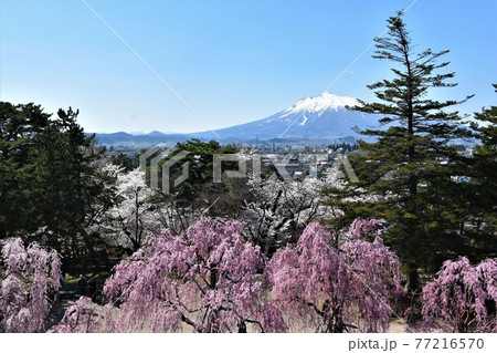 弘前城天守閣より望む岩木山 77216570