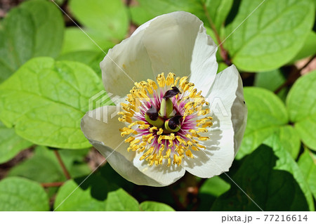 赤城自然園のヤマシャクヤク 77216614