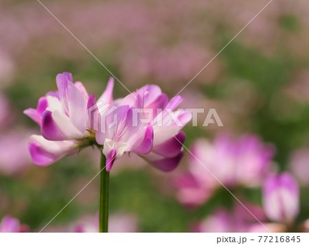 春の水田に咲くレンゲソウ 春の水田に咲くレンゲソウ 77216845