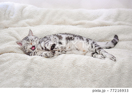 寝ながら欠伸をする猫 77216933
