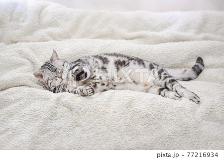 寝ながら欠伸をする猫 寝ながら欠伸をする猫 77216934