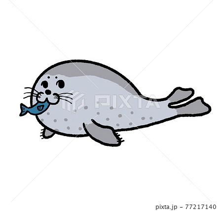 お魚を食べるゴマフアザラシのイラストのイラスト素材