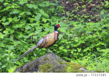 鳥 キジ 自然 77217285