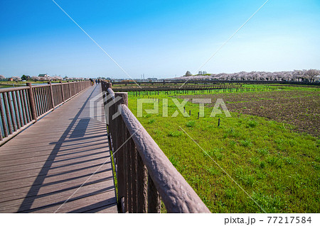 早春　伊佐沼の四季　満開の桜並木 77217584