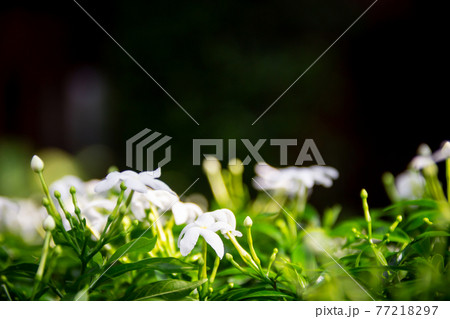 White flower bloomming. Wrightia flower. Nature background. 77218297