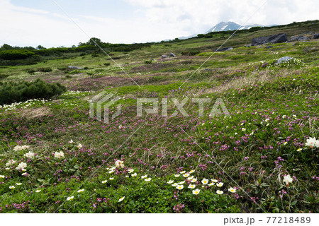 五色ヶ原のお花畑とトムラウシ山 五色ヶ原のお花畑とトムラウシ山 77218489