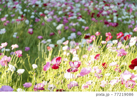 湘南三浦半島の花の名所景勝地神奈川県横須賀市久里浜の花の国のポピーの写真素材
